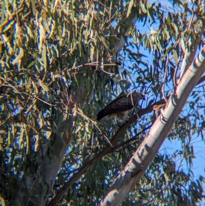 Haliastur sphenurus (Whistling Kite) at Wonga Wetlands - 2 May 2024 by Darcy