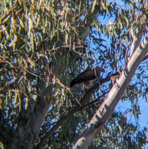 Haliastur sphenurus (Whistling Kite) at Splitters Creek, NSW by Darcy