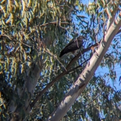 Haliastur sphenurus at Albury - 2 May 2024 10:09 AM