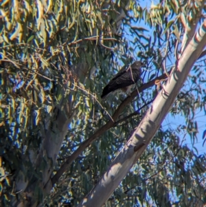Haliastur sphenurus at Albury - 2 May 2024 10:09 AM