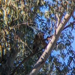 Haliastur sphenurus at Albury - 2 May 2024 10:09 AM