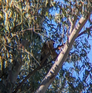 Haliastur sphenurus at Albury - 2 May 2024