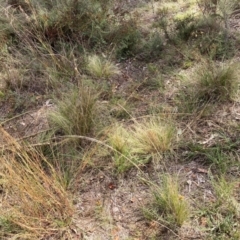 Nassella trichotoma (Serrated Tussock) at Watson, ACT - 8 Apr 2024 by waltraud