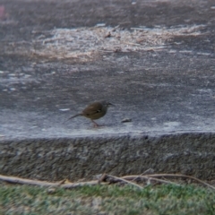 Sericornis frontalis (White-browed Scrubwren) at Albury - 2 May 2024 by Darcy