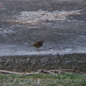 Sericornis frontalis at Albury - suppressed