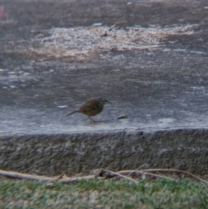 Sericornis frontalis (White-browed Scrubwren) at Splitters Creek, NSW by Darcy