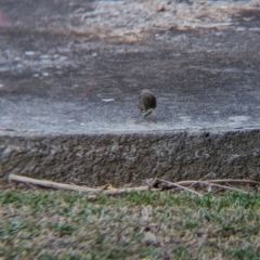 Sericornis frontalis at Albury - suppressed