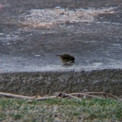 Sericornis frontalis at Albury - suppressed