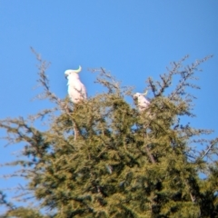 Cacatua galerita (Sulphur-crested Cockatoo) at Albury - 2 May 2024 by Darcy