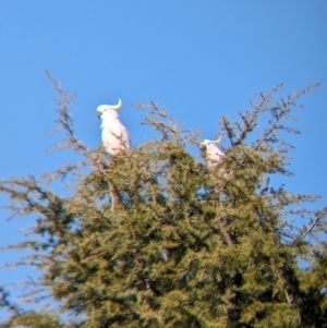 Cacatua galerita at Albury - suppressed