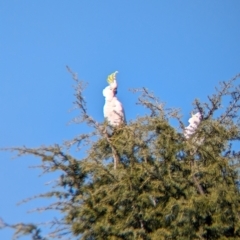 Cacatua galerita at Albury - suppressed