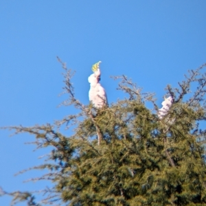 Cacatua galerita at Albury - suppressed