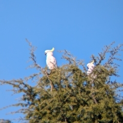 Cacatua galerita at Albury - 2 May 2024