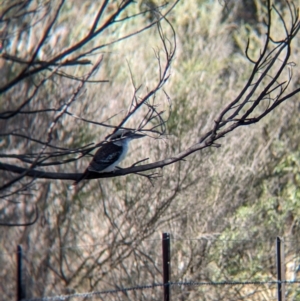 Dacelo novaeguineae (Laughing Kookaburra) at suppressed by Darcy