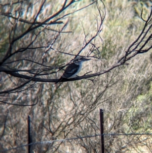 Dacelo novaeguineae at Albury - suppressed