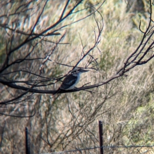 Dacelo novaeguineae at Albury - suppressed