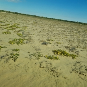 Portulaca intraterranea at Birdsville, QLD - 2 May 2024