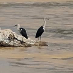 Ardea pacifica (White-necked Heron) at Birdsville, QLD - 2 May 2024 by Mike