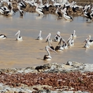 Pelecanus conspicillatus at Birdsville, QLD - 2 May 2024