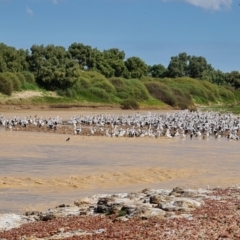 Pelecanus conspicillatus at Birdsville, QLD - 2 May 2024