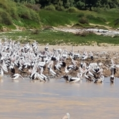 Pelecanus conspicillatus at Birdsville, QLD - 2 May 2024 01:55 PM