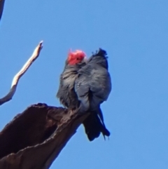 Callocephalon fimbriatum (identifiable birds) (Gang-gang Cockatoo (named birds)) at Cook, ACT - 2 May 2024 by CathB