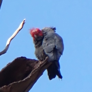 Callocephalon fimbriatum (identifiable birds) at Mount Painter - suppressed