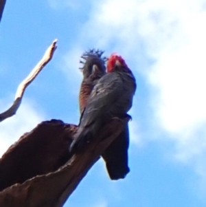 Callocephalon fimbriatum (identifiable birds) at Mount Painter - suppressed