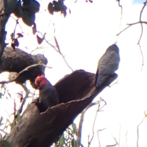 Callocephalon fimbriatum (identifiable birds) at Mount Painter - suppressed