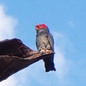 Callocephalon fimbriatum (identifiable birds) at Mount Painter - suppressed