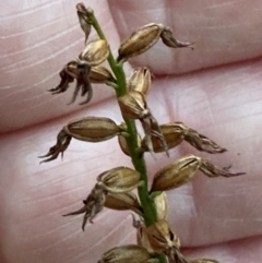 Corunastylis sp. (A Midge Orchid) at Aranda Bushland - 2 May 2024 by lbradley