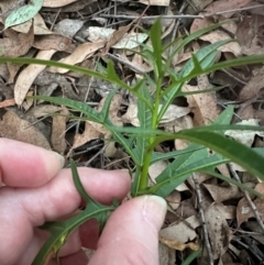 Solanum aviculare (Kangaroo Apple) at Aranda Bushland - 2 May 2024 by lbradley