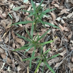 Solanum aviculare at Aranda Bushland - 2 May 2024