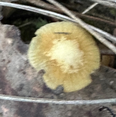 zz agaric (stem; gills not white/cream) at Aranda, ACT - 2 May 2024 by lbradley