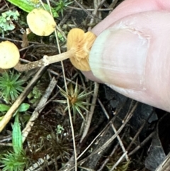 zz agaric (stem; gills not white/cream) at Aranda, ACT - 2 May 2024