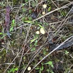 zz agaric (stem; gills not white/cream) at Aranda, ACT - 2 May 2024