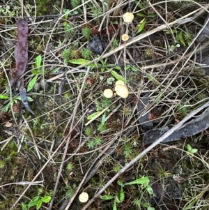 zz agaric (stem; gills not white/cream) at Aranda, ACT - 2 May 2024