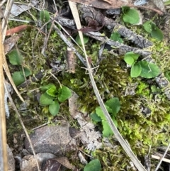 Pterostylis sp. (A Greenhood) at Aranda Bushland - 2 May 2024 by lbradley