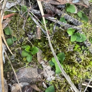 Pterostylis sp. at Aranda, ACT - suppressed