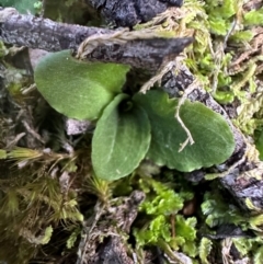 Pterostylis sp. at Aranda, ACT - suppressed