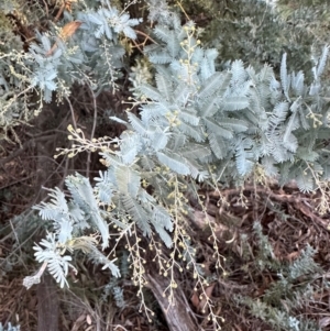 Acacia baileyana at Aranda, ACT - 2 May 2024