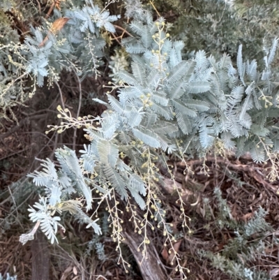 Acacia baileyana (Cootamundra Wattle, Golden Mimosa) at Point 49 - 2 May 2024 by lbradley