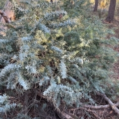 Acacia baileyana at Aranda, ACT - 2 May 2024