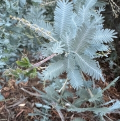 Acacia baileyana at Aranda, ACT - 2 May 2024