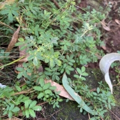 Acaena novae-zelandiae (Bidgee Widgee) at Mount Majura - 11 Apr 2024 by waltraud