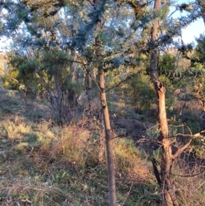 Acacia baileyana at Mount Majura - 1 May 2024