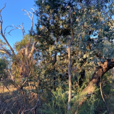 Acacia baileyana (Cootamundra Wattle, Golden Mimosa) at Mount Majura - 1 May 2024 by waltraud