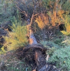 Acacia baileyana at Mount Majura - 1 May 2024