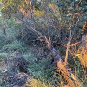 Acacia baileyana at Mount Majura - 1 May 2024