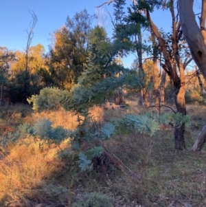 Acacia baileyana at Mount Majura - 1 May 2024 04:44 PM